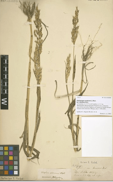 Eduard Hackel's work