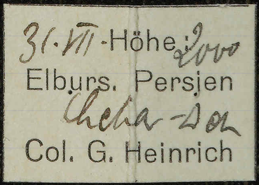 Specimen label from the Museum für Naturkunde Berlin with mixed handwritten and printed text